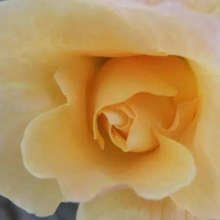 Oda ve Kahvaltı D'hotes Le Foursou Le Bouyssou